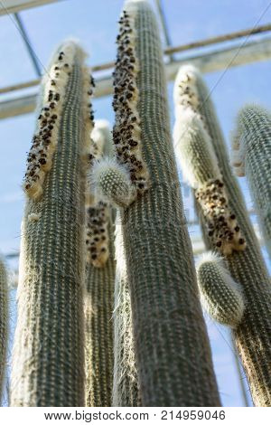 espostoa lanata cactus close up with white needle in green house