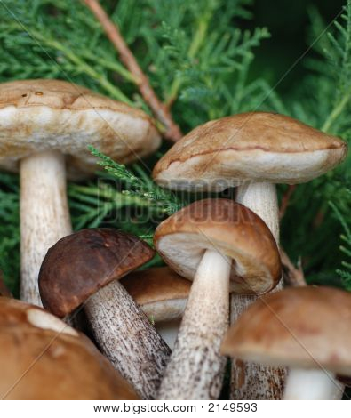 Mushrooms