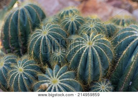 many pardoria magnifica succulent cactus with stones close up