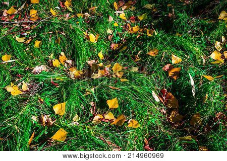 Autumn Leaves Hdr