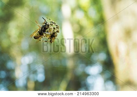 Spider caught a wasp in the web and tangle it. Hunting.