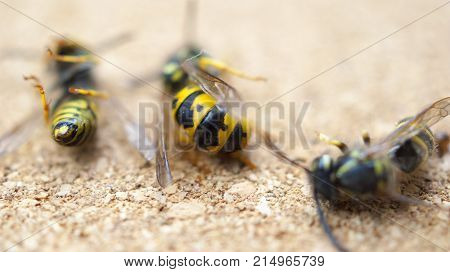 Dead wasps The concept of a tired worker