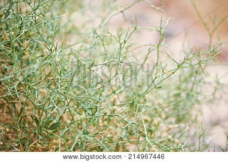 Camel thorn in the Sinai desert closeup. Egypt.