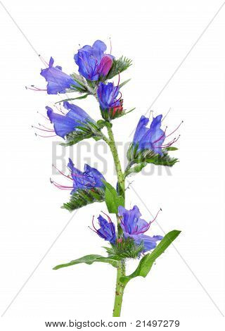 Nattenkopf (Echium Vulgare)
