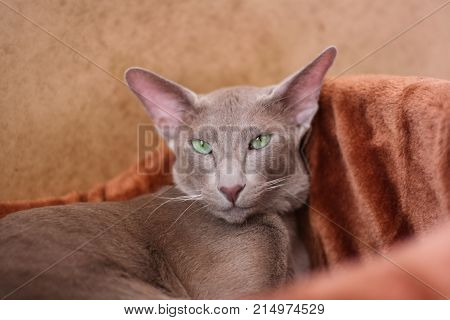 Pet. Portrait Of Gray Short-Haired Cat With Green Eyese Lie In Her Soft Couch In Cozy Warm Room Indoor Close Up. Cat Rest.