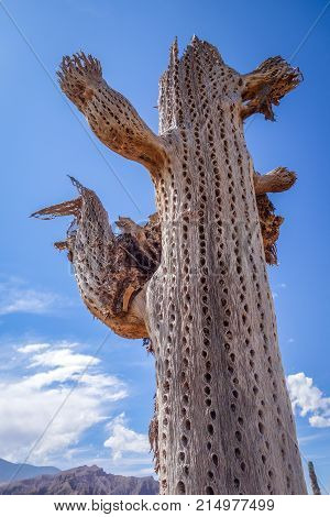 Dry Giant Cactus In The Desert, Argentina
