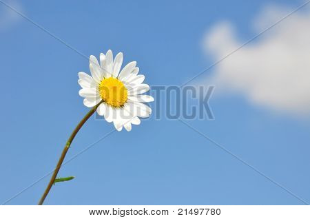 Margherita (leucanthemum Vulgare)