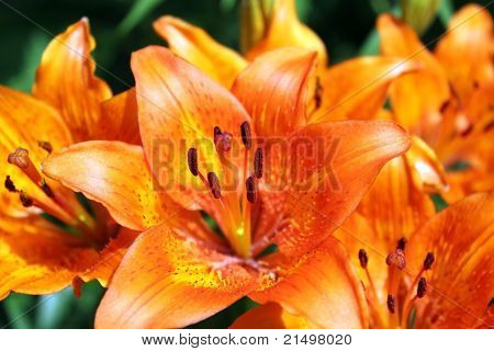 Lily