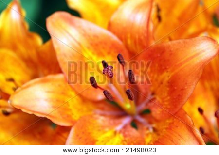 Lily