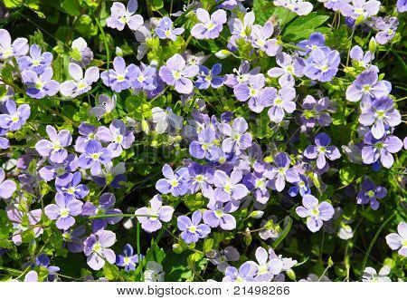 Speedwell snello (veronica Filiformis)