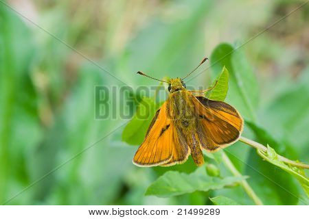 Kapitán (Hesperiidae) motýl