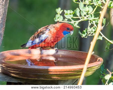 Drinking Crimson Rosella (playtycercus Elegans)