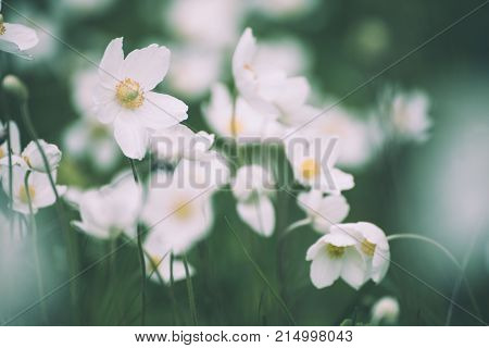 Beautiful white anemona flowers growing on the meadow in spring time, natural outdoor seasonal soft background