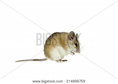 light yellow spiny mouse with white belly on a white background sits sideways to the viewer