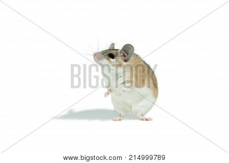 light yellow spiny mouse with white belly on a white background stands on its hind legs