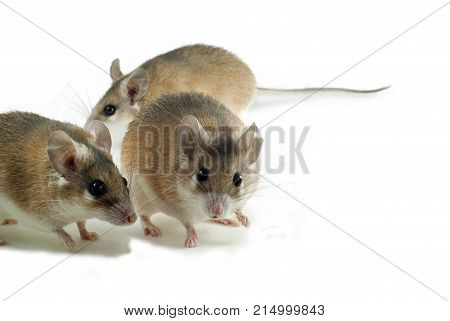 three light red spiny mouses with white bellys on a white background
