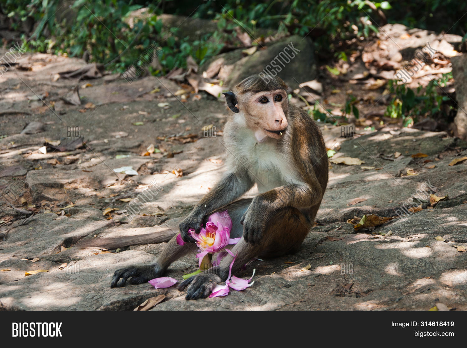 Monkey Eats Flower Sri Image & Photo (Free Trial) Bigstock