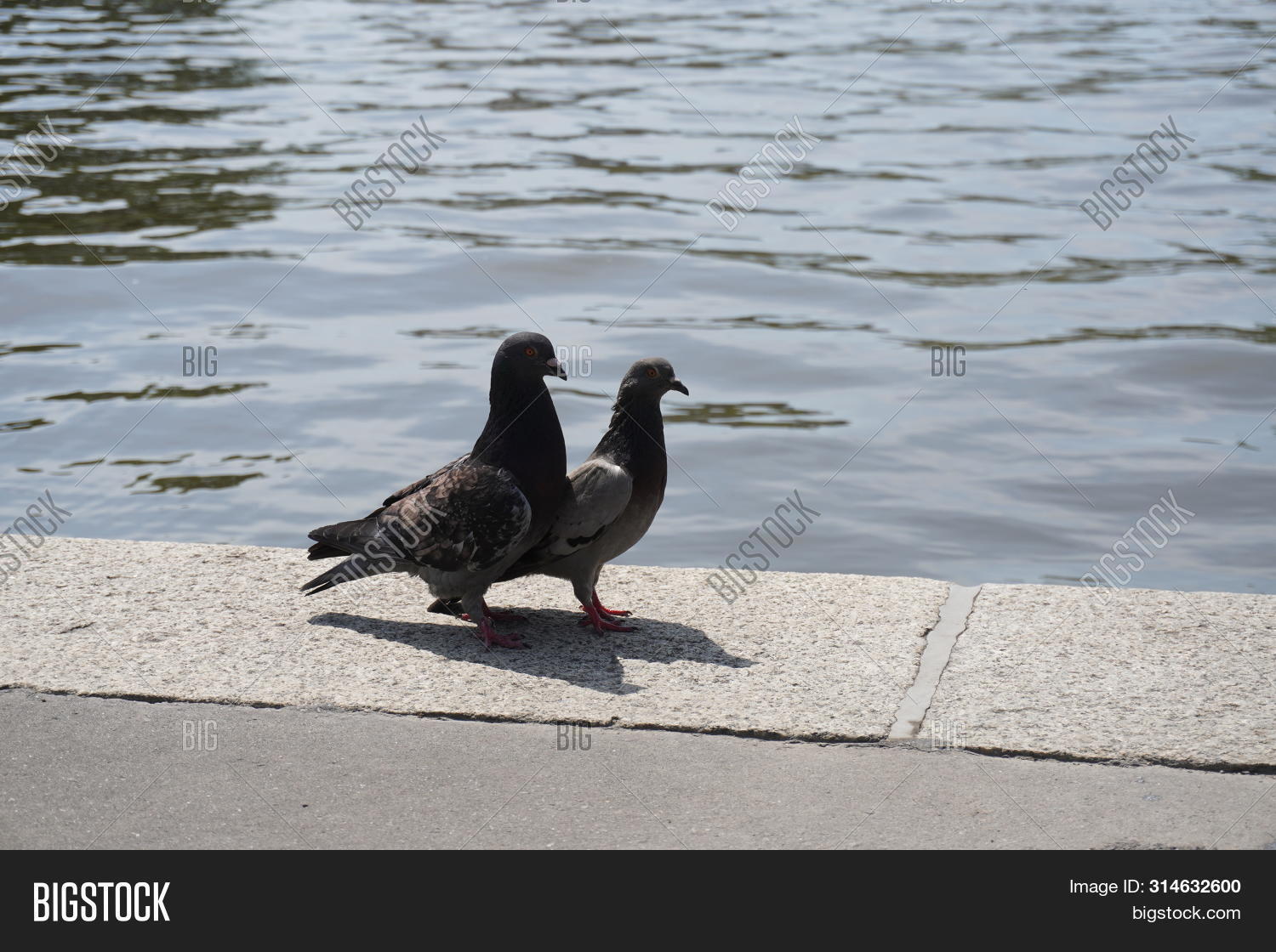 Two Cooing Pigeons On Image & Photo (Free Trial) Bigstock
