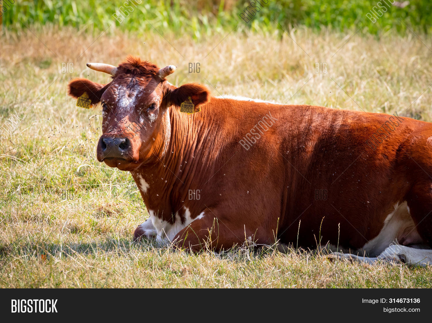 Disease Causing Horn Image & Photo (Free Trial) Bigstock