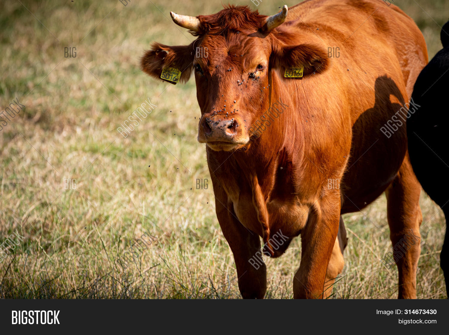 Disease Causing Horn Image & Photo (Free Trial) Bigstock