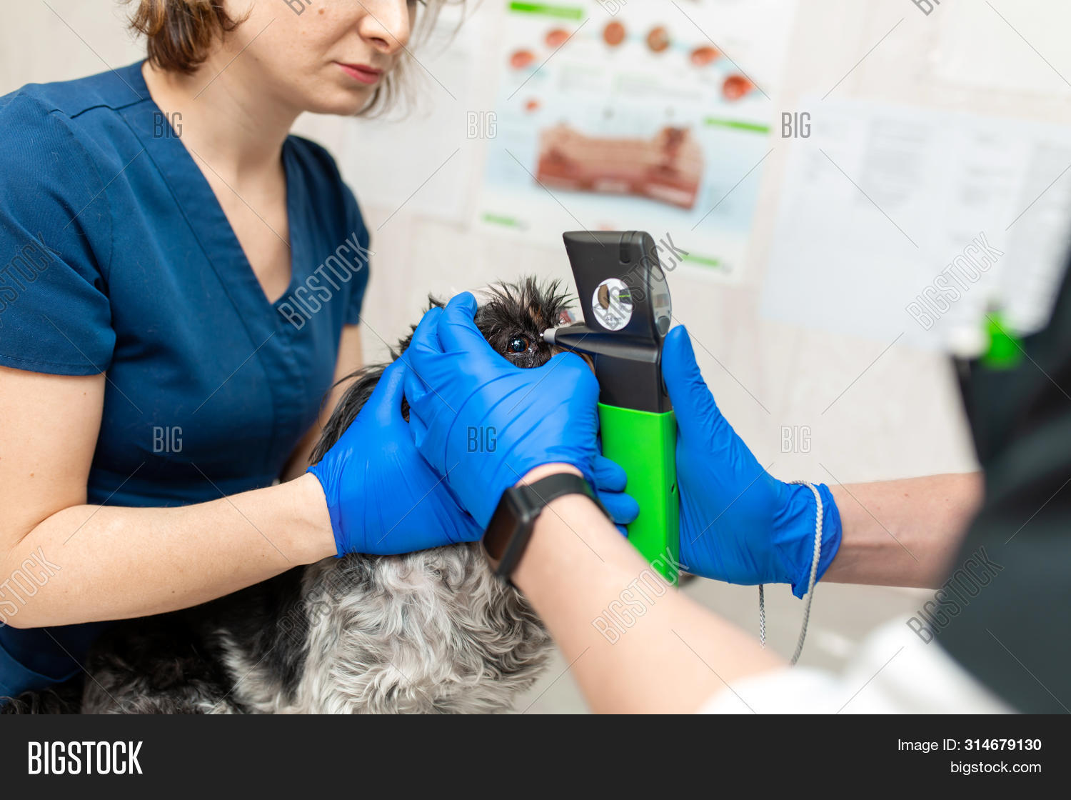 Veterinary Image & Photo (Free Trial) Bigstock