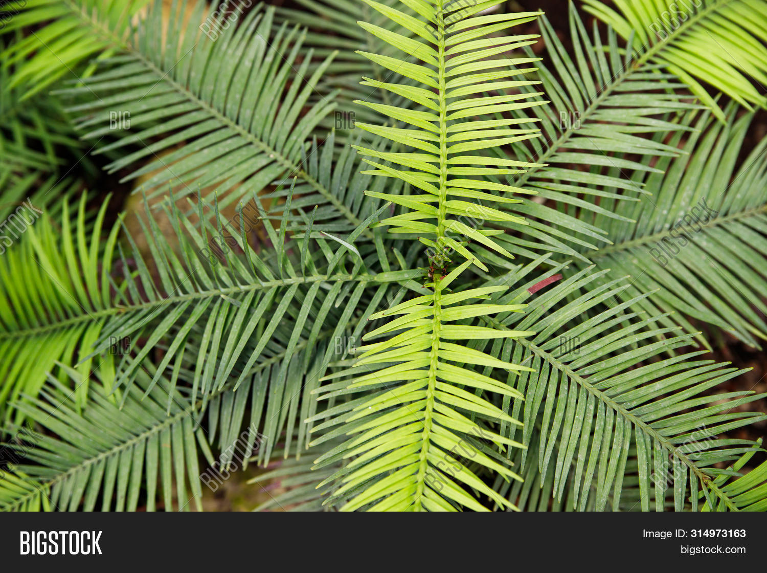 Green Fern Petals. Image & Photo (Free Trial) Bigstock