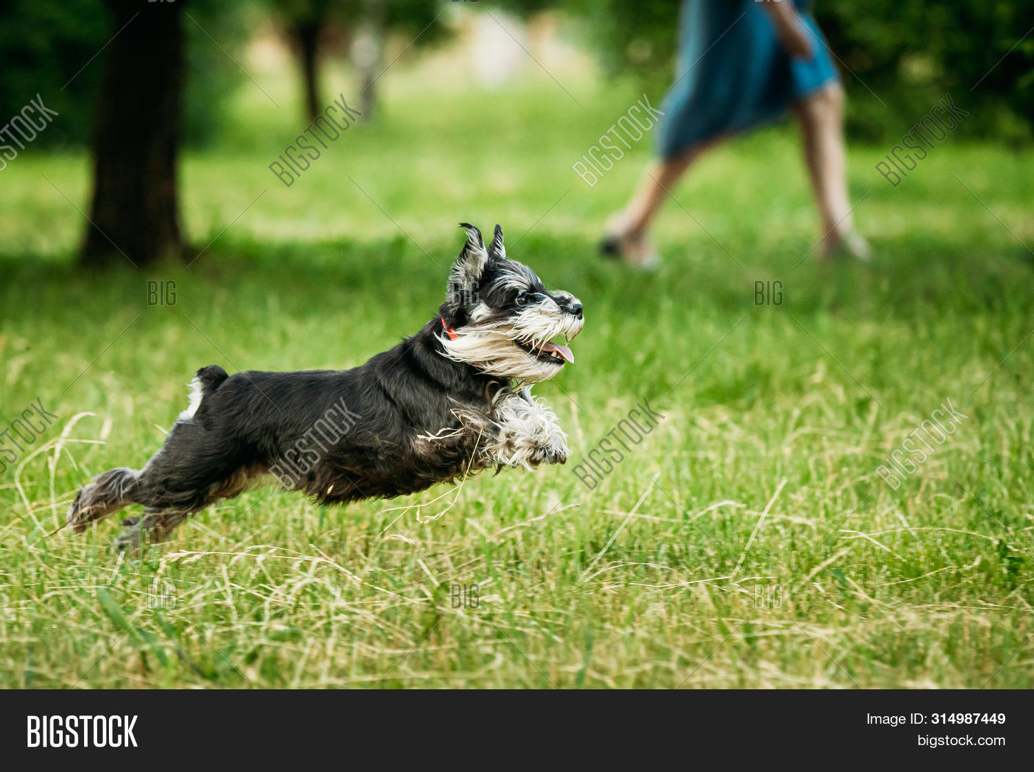 miniature schnauzer running