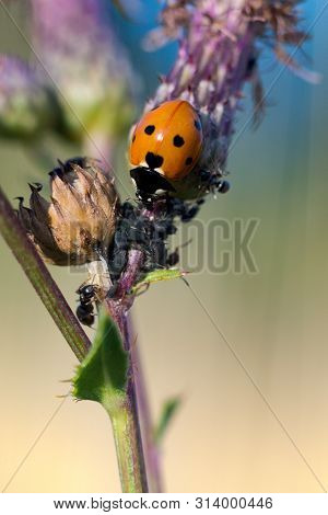 Ladybug (coccinella Septempunctata), Also Known As Ladybug, Ladybug Or Sunshine, Is The Most Common 