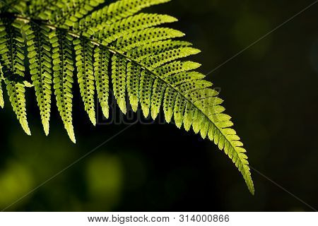 Green Pattern Ferns (polypodiophyta) Fern Used Against Parasites And Perhaps Also On The Warts.