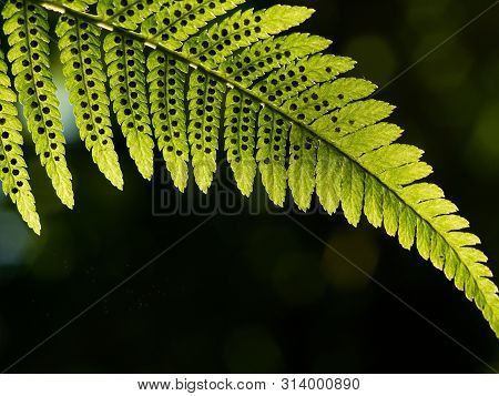 Green Pattern Ferns (polypodiophyta) Fern Used Against Parasites And Perhaps Also On The Warts.
