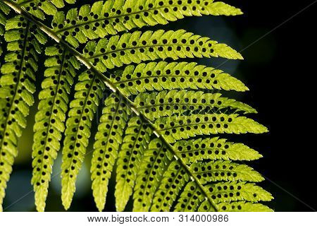 Green Pattern Ferns (polypodiophyta) Fern Used Against Parasites And Perhaps Also On The Warts.