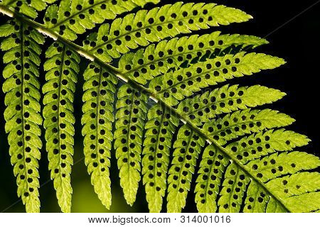 Green Pattern Ferns (polypodiophyta) Fern Used Against Parasites And Perhaps Also On The Warts.