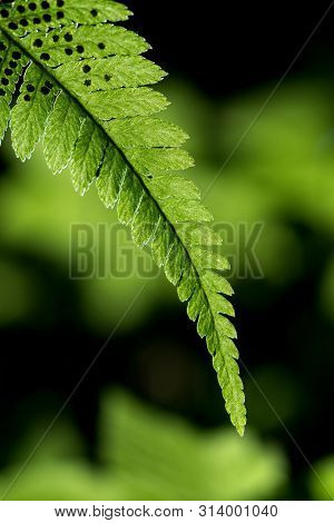 Green Pattern Ferns (polypodiophyta) Fern Used Against Parasites And Perhaps Also On The Warts.