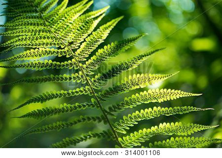Green Pattern Ferns (polypodiophyta) Fern Used Against Parasites And Perhaps Also On The Warts.