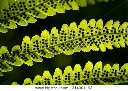 Green Pattern Ferns (polypodiophyta) Fern Used Against Parasites And Perhaps Also On The Warts.