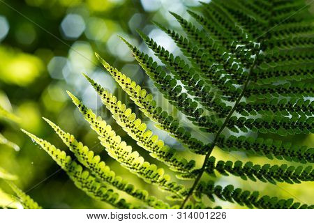 Green Pattern Ferns (polypodiophyta) Fern Used Against Parasites And Perhaps Also On The Warts.