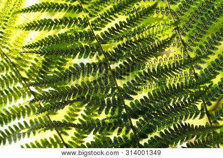 Green Pattern Ferns (polypodiophyta) Fern Used Against Parasites And Perhaps Also On The Warts.