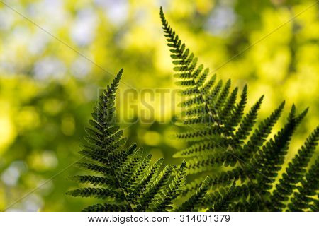 Green Pattern Ferns (polypodiophyta) Fern Used Against Parasites And Perhaps Also On The Warts.