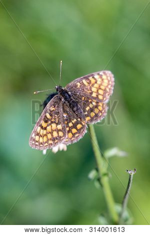 Silver-washed Fritillary (argynnis Paphia) Is A Butterfly In The Family Of Eurasia.
