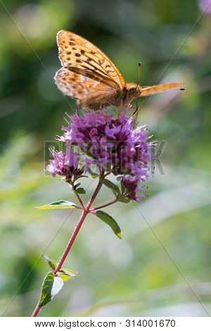 Silver-washed Fritillary (argynnis Paphia) Is A Butterfly In The Family Of Eurasia.