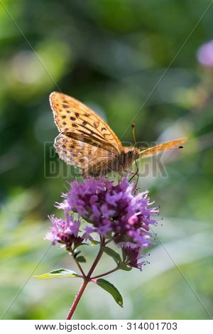 Silver-washed Fritillary (argynnis Paphia) Is A Butterfly In The Family Of Eurasia.
