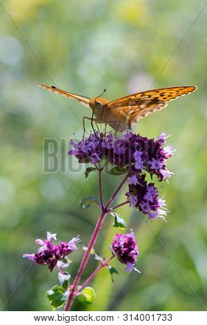 Silver-washed Fritillary (argynnis Paphia) Is A Butterfly In The Family Of Eurasia.