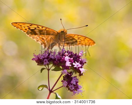 Silver-washed Fritillary (argynnis Paphia) Is A Butterfly In The Family Of Eurasia.