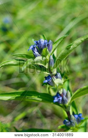 Willow Gentian (gentiana Asclepiadea) Is A Medium-tall, Blue-flowering Mountain Herb