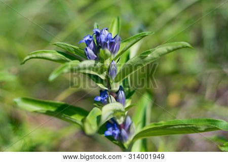 Willow Gentian (gentiana Asclepiadea) Is A Medium-tall, Blue-flowering Mountain Herb