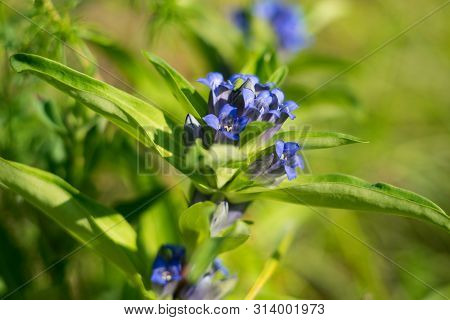Willow Gentian (gentiana Asclepiadea) Is A Medium-tall, Blue-flowering Mountain Herb