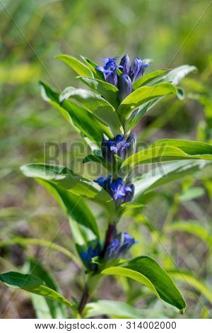 Willow Gentian (gentiana Asclepiadea) Is A Medium-tall, Blue-flowering Mountain Herb