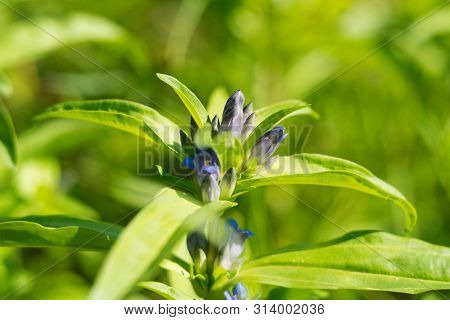 Willow Gentian (gentiana Asclepiadea) Is A Medium-tall, Blue-flowering Mountain Herb