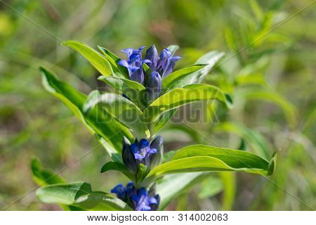 Willow Gentian (gentiana Asclepiadea) Is A Medium-tall, Blue-flowering Mountain Herb