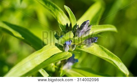 Willow Gentian (gentiana Asclepiadea) Is A Medium-tall, Blue-flowering Mountain Herb